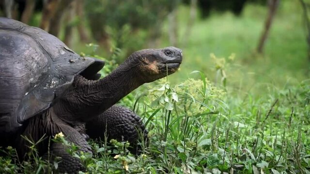 Close up of a wild giant Galapagos tortoise walking with grass in its mouth