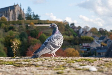 Pigeon observing still with the neck turned