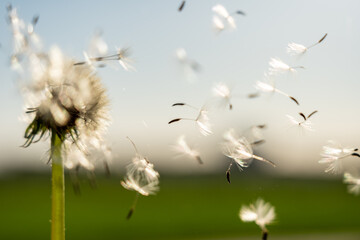 clouseup image of a dandelion flower with its seeds carried away by the wind