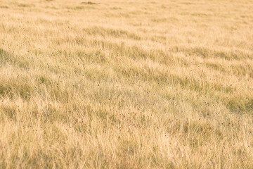 mountain meadow on the hiking trail