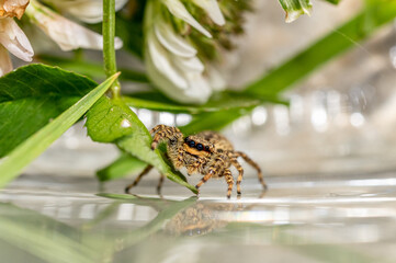 isolated view on a jumping wolf spider with plant leaves