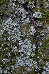 Embossed texture of brown tree bark with green moss and lichen on it.Background tree