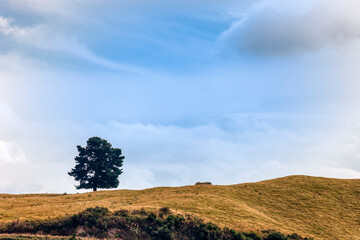 Lonely tree on hill in volcanic landscape