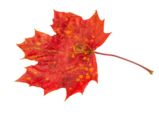 autumn maple leaves