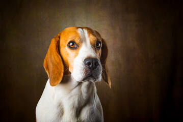 Tricolor Beagle dog waiting and catching a treat in studio, against dark background.