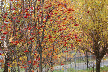 Obraz na płótnie Canvas Rowan tree in the park in autumn.
