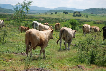 herd of cows on the meadow