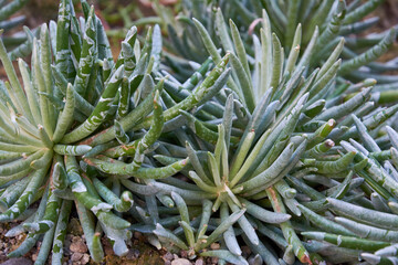 Senecio scaposus - perennial succulent stemless plant with long, bean-like leaves with a silvery, woolly covering. Ornamental houseplant.