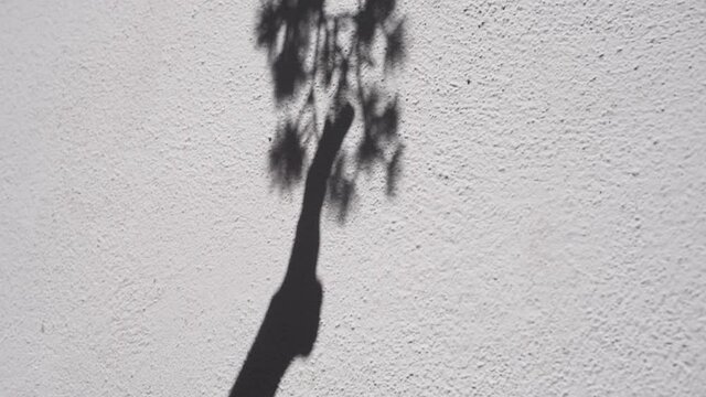 Sombra de mano de mujer sobre la pared intentando coger una flor HD