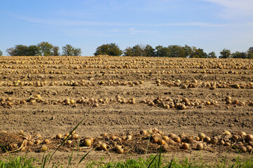 View on agriculture field with row of raw onions for harvest - Nehterlands