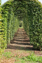 Obraz premium View on beech hedge formed in shape of arches building natural plant tunnel - Netherlands
