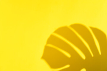 Abstract yellow clean background with shadow from monstera leaves. Gray shadow photo overlay. Tropical tree leaves. Black and white blurred texture with copy space and mockup