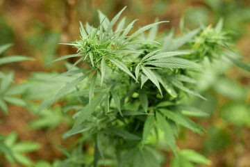 Marijuana. Green flowering cannabis plantation