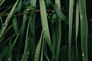 Horizontal close up of some green plants in the forest with rain drops over it, background with...