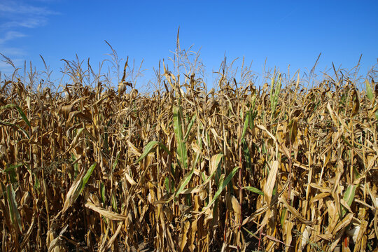 View on dried out corn field after hot and dry summer against blue sky