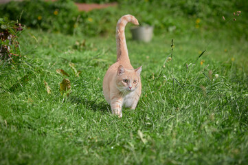 squirrel in the grass