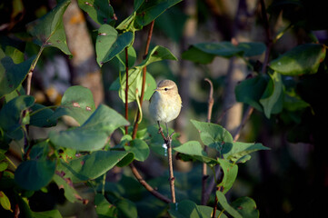 robin on a branch