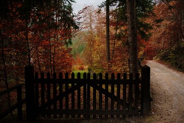 autumn scene in the forest with fall colors foliage and wooden fence near footpath no people