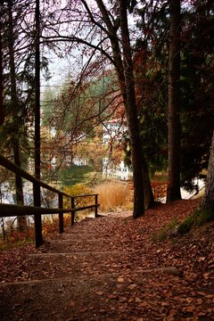 stairs in the woods near lake during autumn season foliage no people trentino lake cei