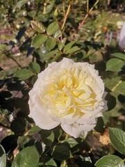rose in the garden