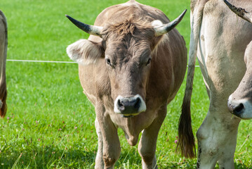 Naklejka na ściany i meble Young alpine brown pregnant cow with black horns