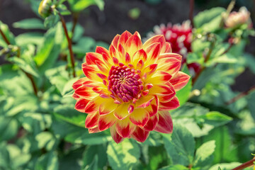 Red an yellow dahlia flower plant