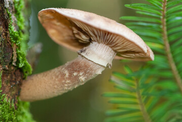 Close-up braun honey fungus on green background