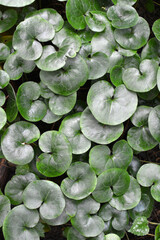 Fototapeta premium Asarum europaeum grows in the forest
