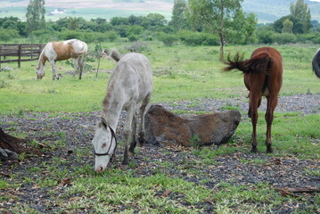 horse and foal