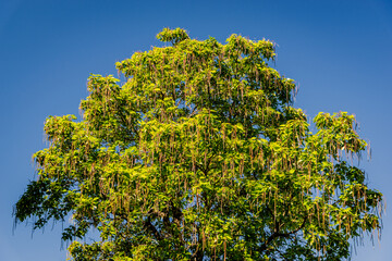 Northern catalpa in the city park