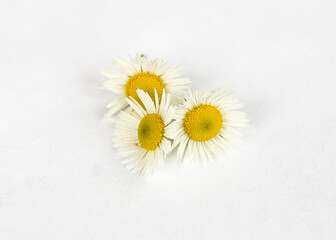 Fototapeta premium Chamomile or camomile flowers isolated on white background.