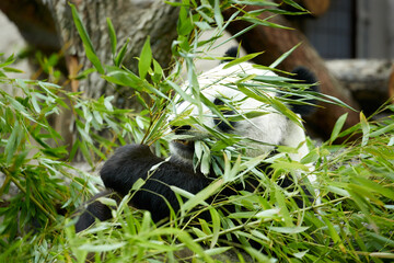 Close-up portrait of a giant panda. Bamboo bear giant panda eating bamboo