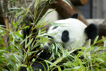 Close-up portrait of a giant panda. Bamboo bear giant panda eating bamboo