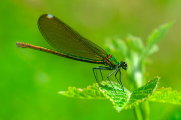 Macro shots, Beautiful nature scene damselfly.   