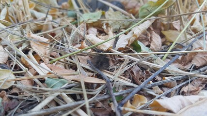 Fallen foliage and small sticks on which the caterpillar crawls