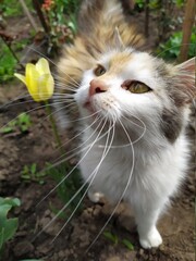 cat near the yellow flower