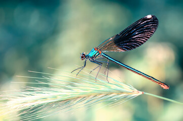 Macro shots, Beautiful nature scene damselfly.   