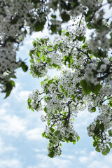 blossoming tree in spring