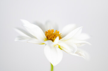 white petal dahlia on white background close up 