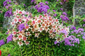 Weiss Pink farbene Garten Lilie Blüte 