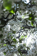 blossoming tree in spring