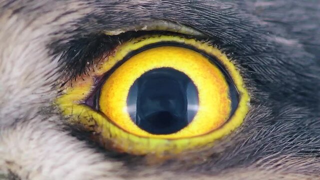 Eagle eye close-up, macro, eye of young Sparrowhawk, Accipiter nisus