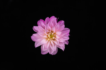 purple and pink dahlia petal flower centered on black background