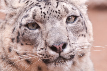 Snow leopard(s);  Albuquerque BioPark/Rio Grande Zoo; Albuquerque, New Mexico