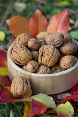 Walnuts in hard shells, pile of dry ripened fruits in the grass on colorful leaves in wooden bowl
