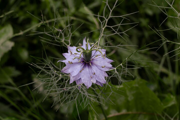 Close-up image of the beautiful, blue Love-in-a-mist spring/summer flower also known as Nigella damascena