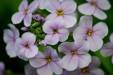 Closeup of four petal pink flowers with yellow anthers. 