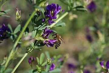 Striped honey bee flying over the purple Alfalfa flower among other flowers and green stems with leaves on the autumn meadow