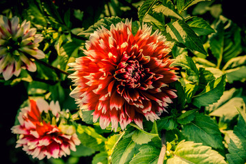 Red an yellow dahlia flower plant