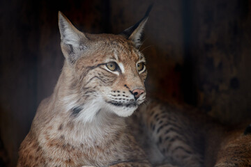 Common lynx, close-up portrait. Lynx in the zoo